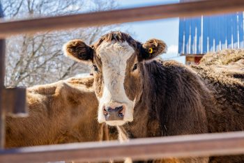Meat and livestock​